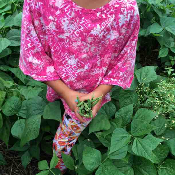 harvesting beans for the kitchen