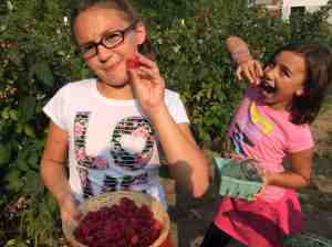 Harvesting Raspberries