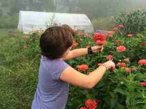 harvesting zinnias