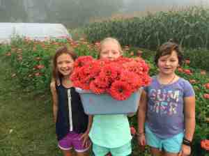 zinnias for the dining hall