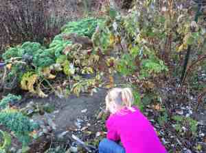 cutting back raspberry canes 