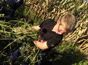 Hauling the vines away
