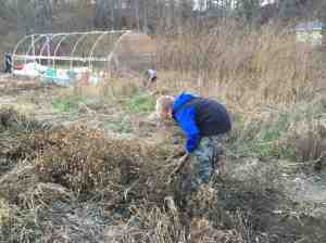 pilling up marigolds
