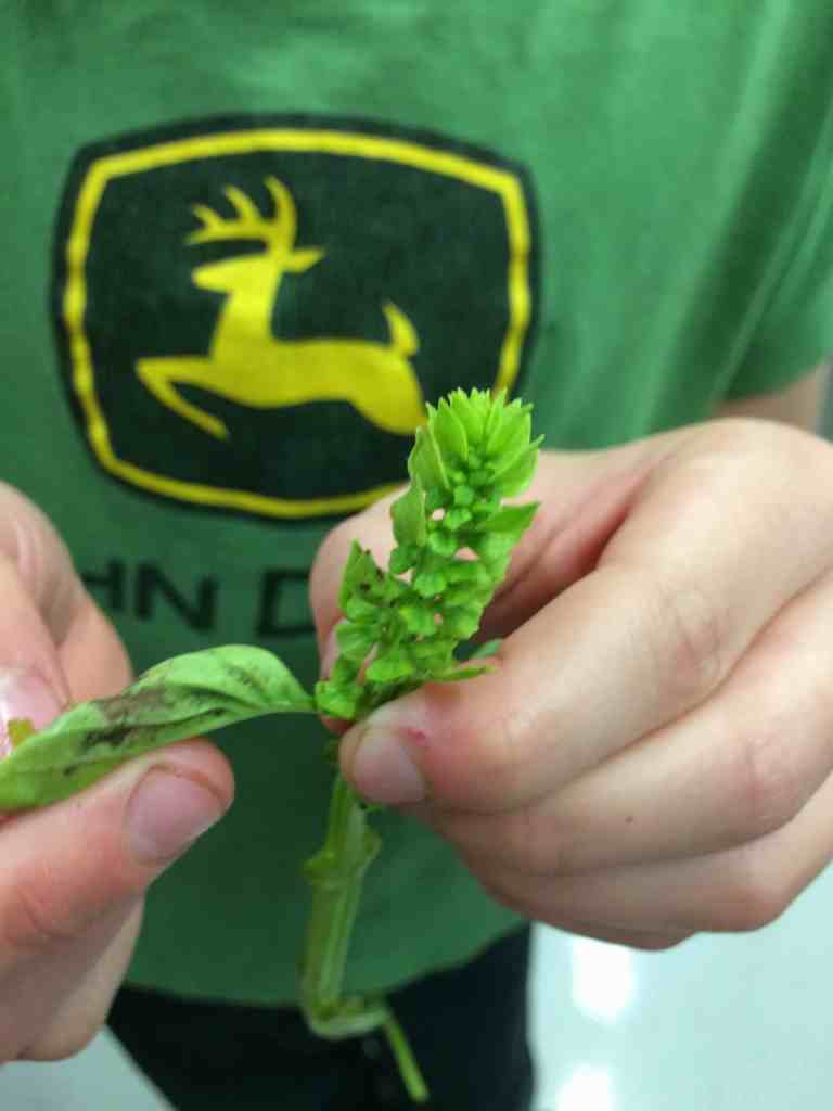 separating basil leaves