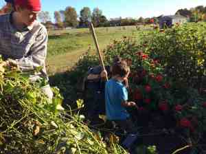 Sweet Potato vines cleared