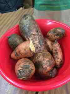 Sweet potatoes going going gon