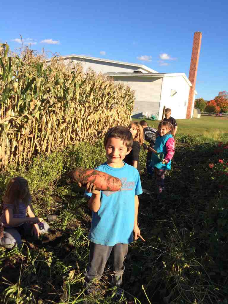 WOW, big sweet potatoes!
