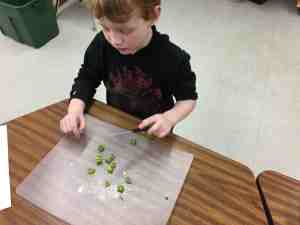 K STUDENT CUTTING PEPPERS