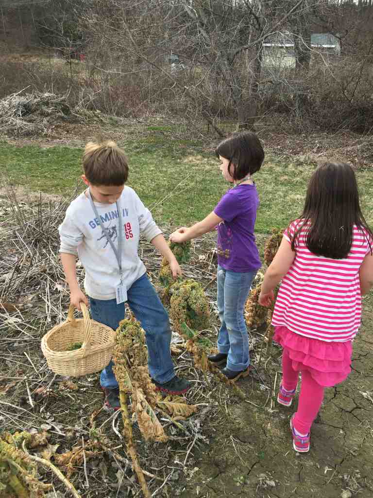 kale foraging