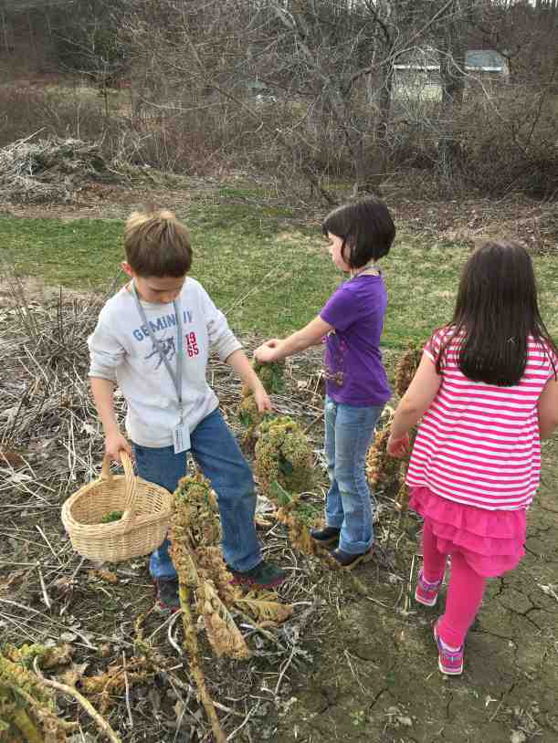 kale foraging