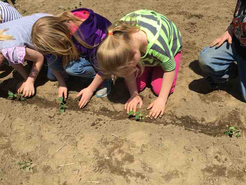 planting kale Grade 1