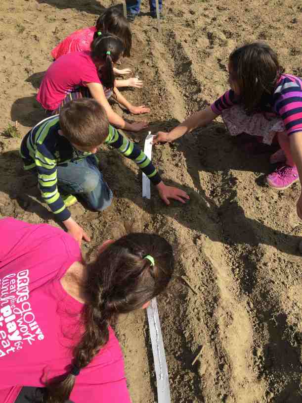 planting seed strips