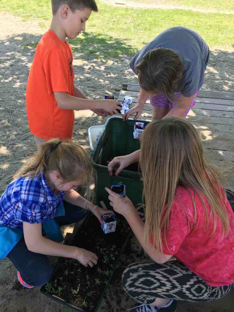 transplanting into milk cartons