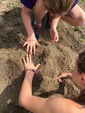 VOLCANO CRATERS FOR SQUASH SEEDS