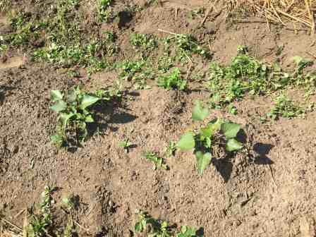 sweet potatoes end of June