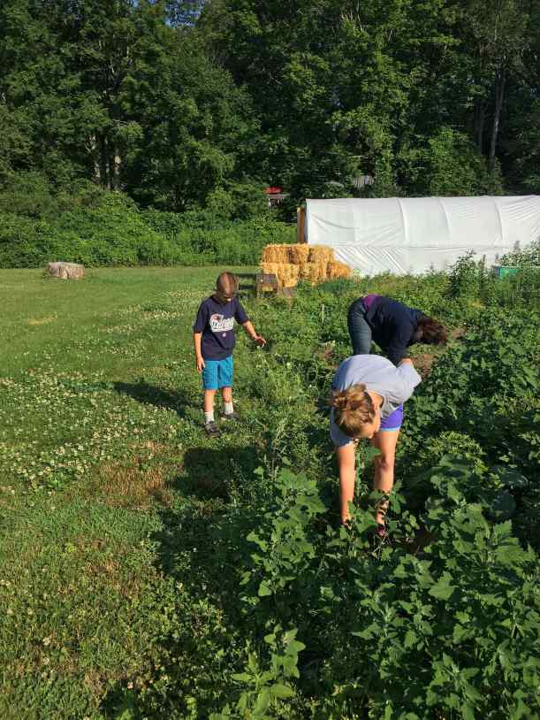 weeding squash with mandy and Sciaccas