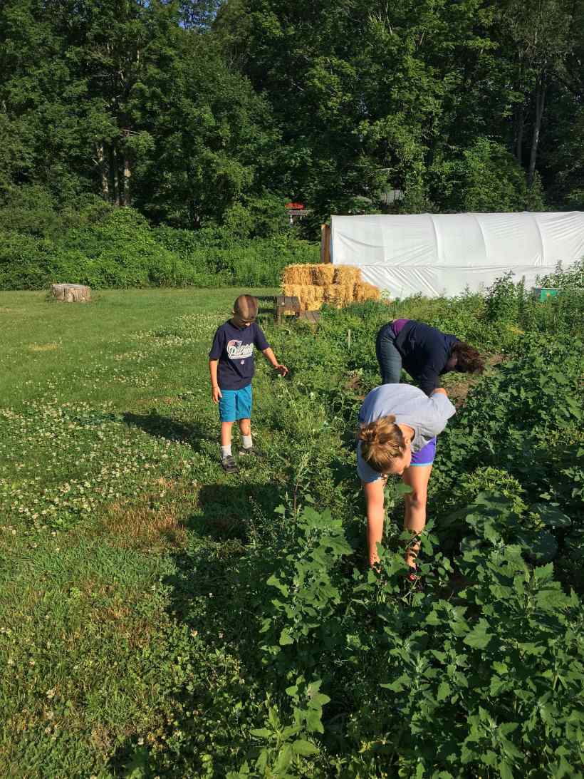 weeding squash with mandy and Sciaccas