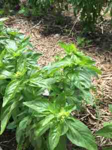 adding-sunflower-seeds