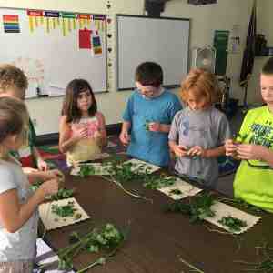 grade-4-parsely-basil-pesto