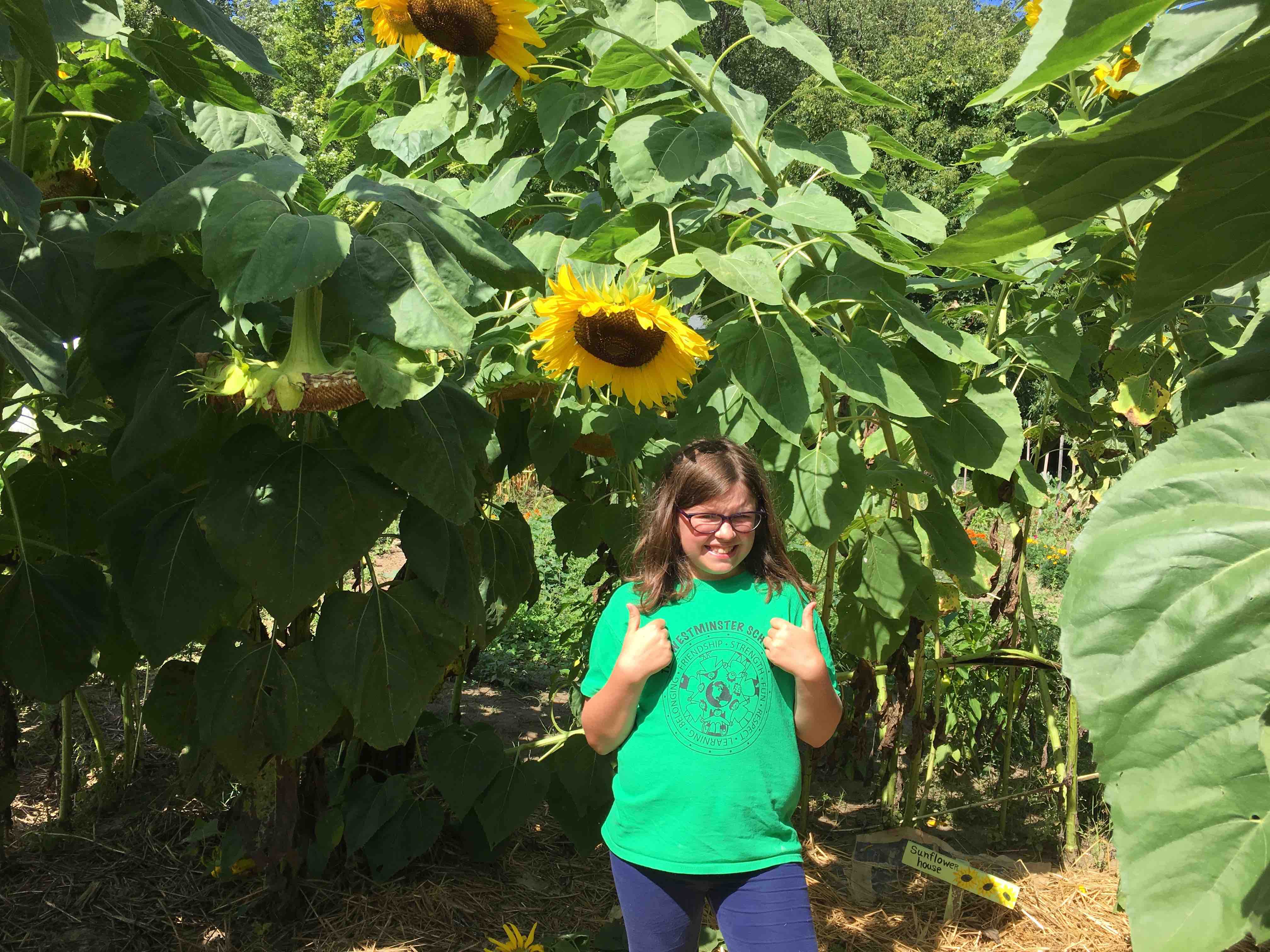 in-the-sunflower-house