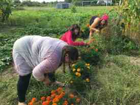 last summer weeding.jpg