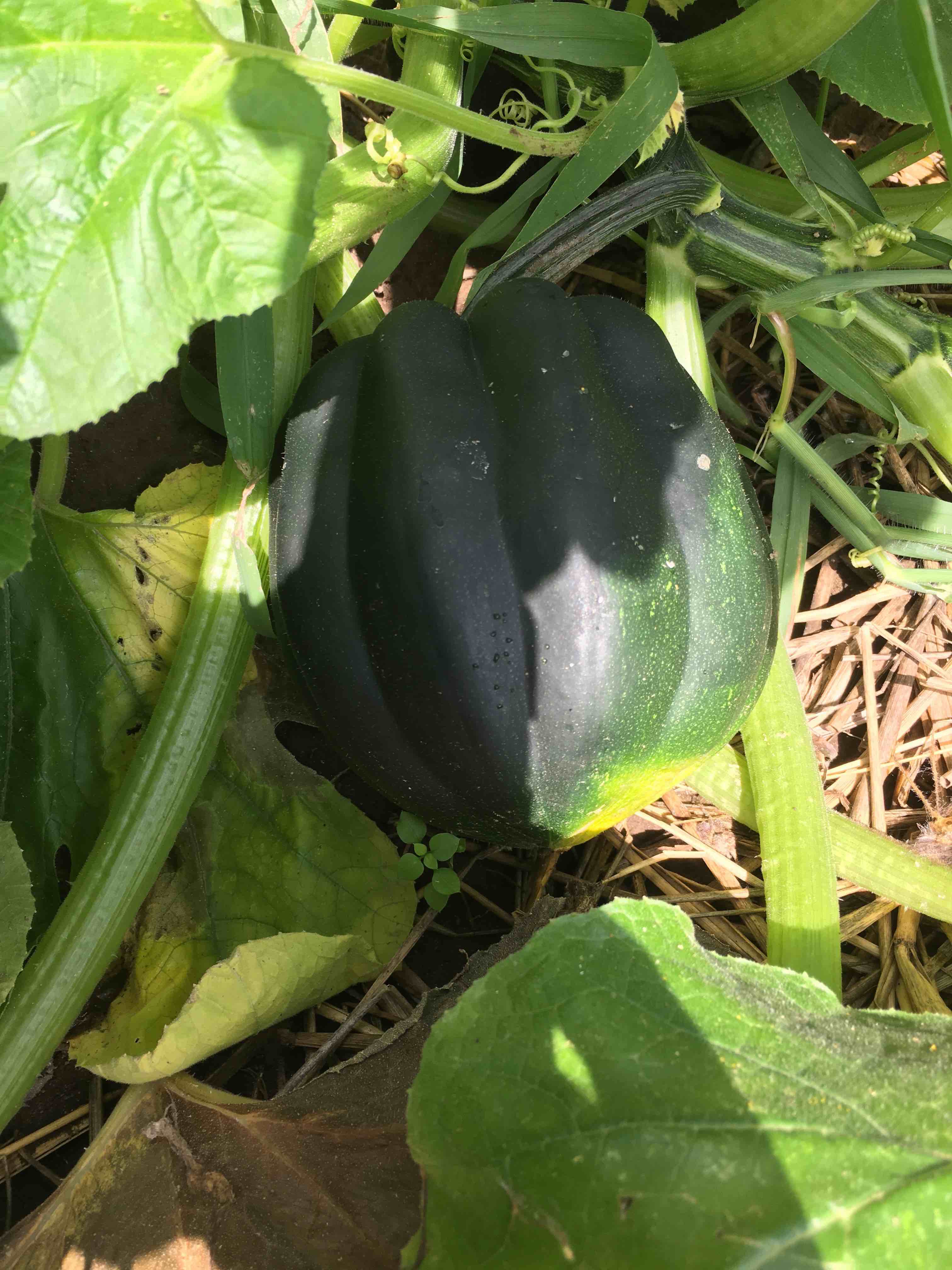 mystery-heirloom-native-seed-revealed-acorn-squash