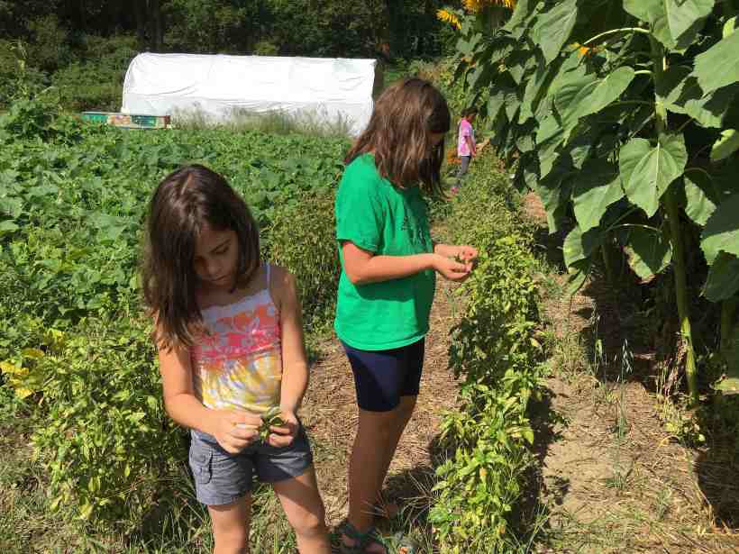 picking-the-last-of-the-basil