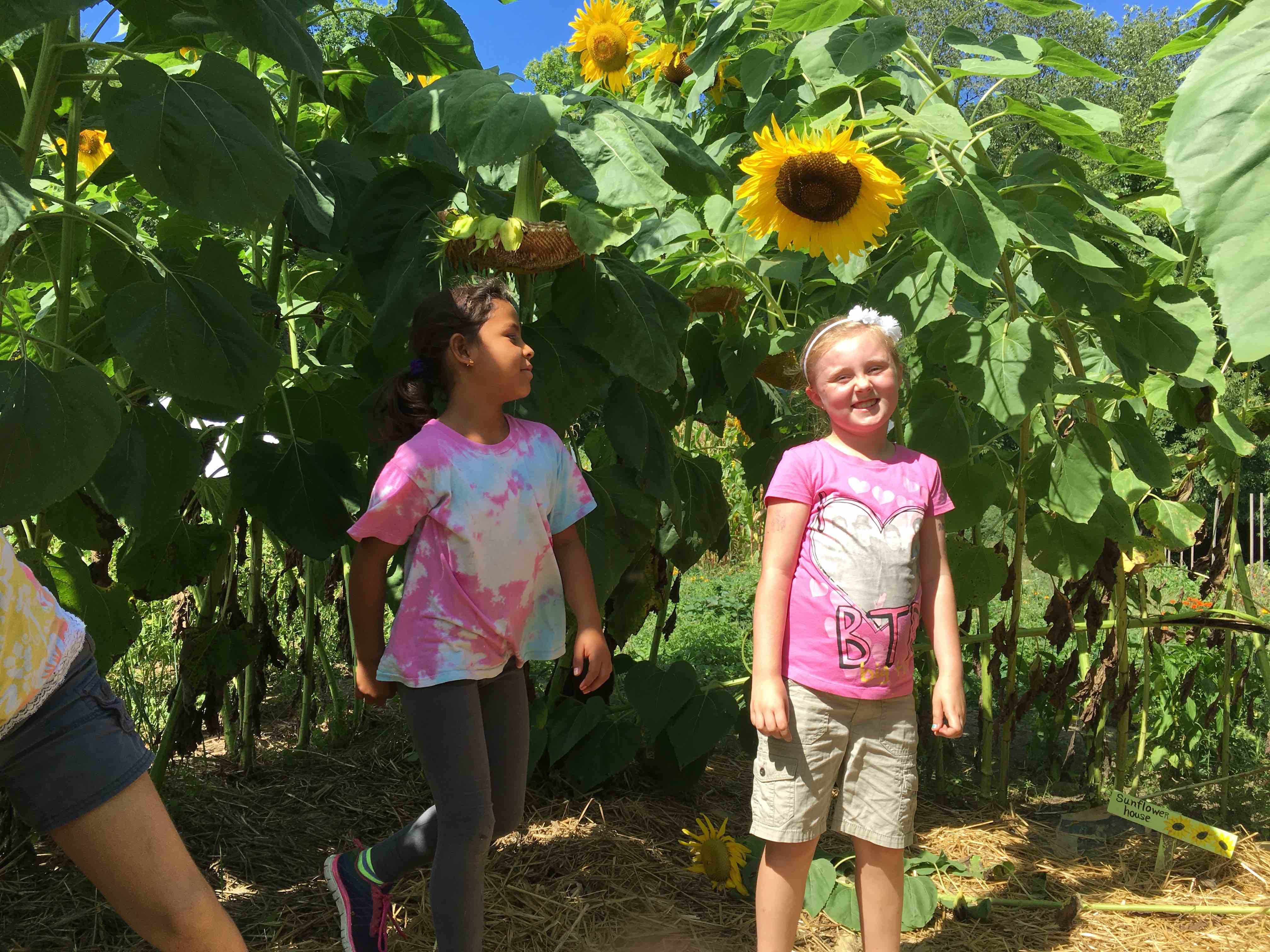 sunflower-house-copy