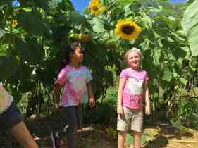 sunflower-house-copy
