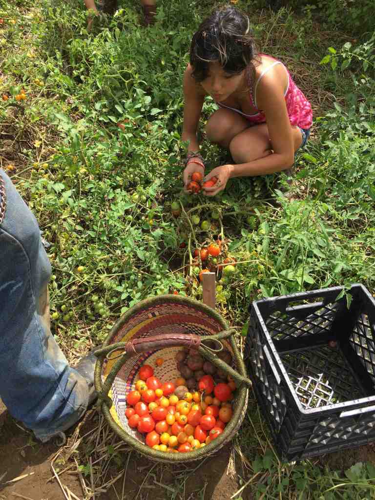 tomato-harvest
