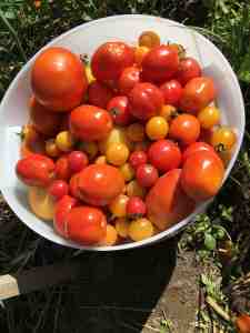 tomatoes for sauce and salad bar