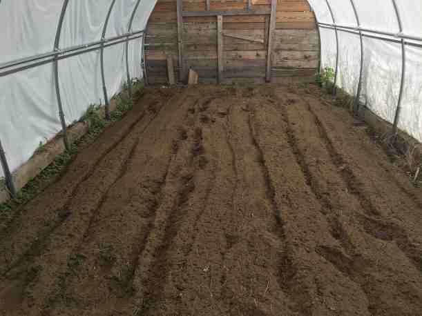 Hooray for fall greens!!