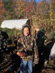 sweet potato harvest