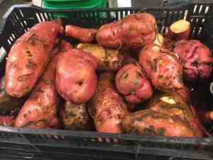 our-sweet-potatoes